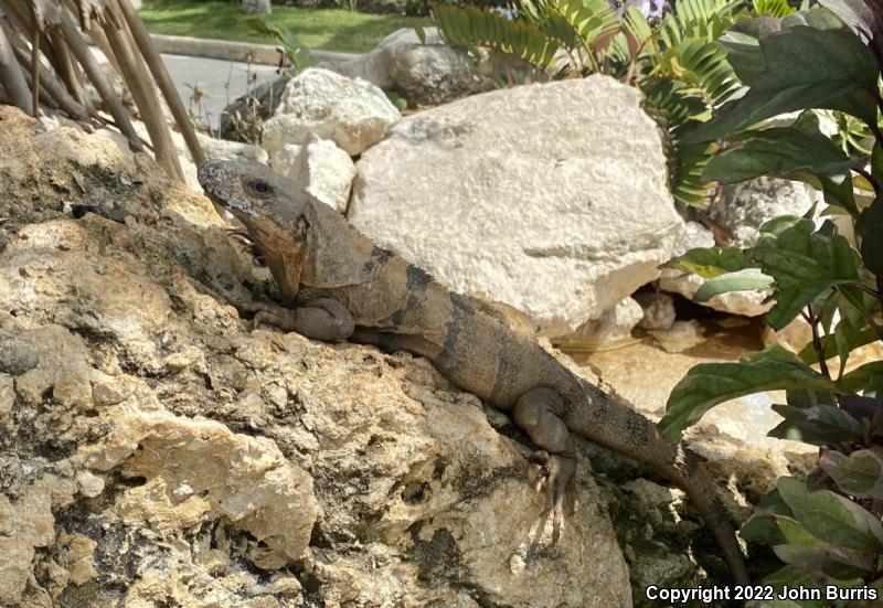 Gray's Spiny-tailed Iguana (Ctenosaura similis)