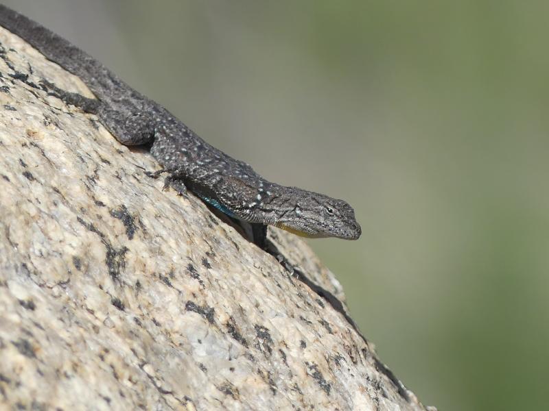 Black-tailed Brush Lizard (Urosaurus nigricaudus)