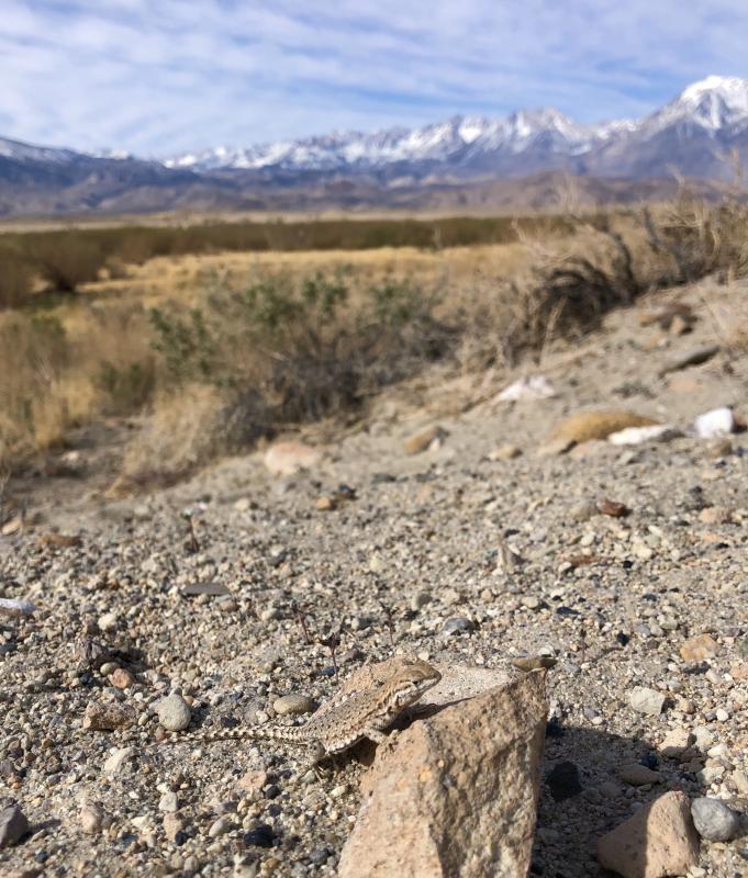 Nevada Side-blotched Lizard (Uta stansburiana nevadensis)