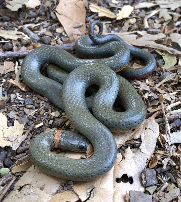 San Diego Ring-necked Snake (Diadophis punctatus similis)