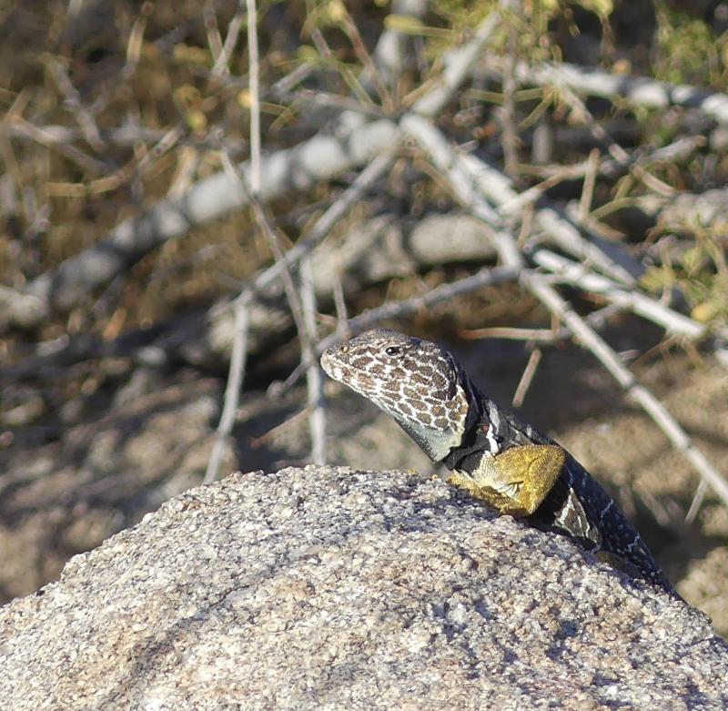 Baja California Collared Lizard (Crotaphytus vestigium)