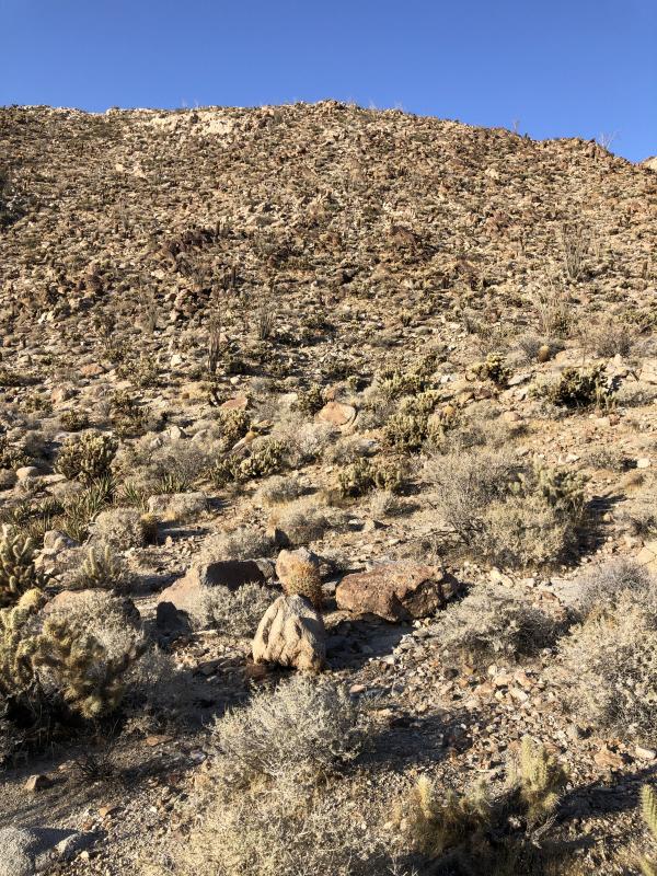 Baja California Collared Lizard (Crotaphytus vestigium)