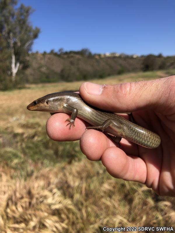 Western Redtail Skink (Plestiodon gilberti rubricaudatus)