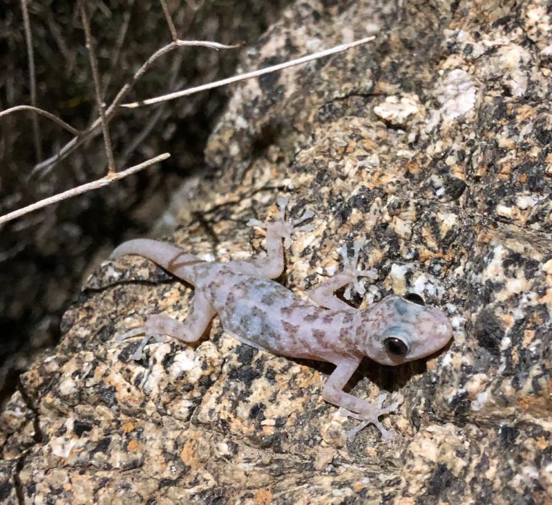 Peninsula Leaf-toed Gecko (Phyllodactylus nocticolus nocticolus)