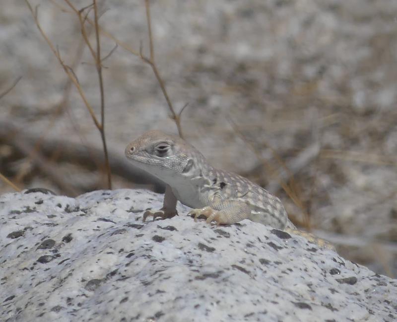 Northern Desert Iguana (Dipsosaurus dorsalis dorsalis)