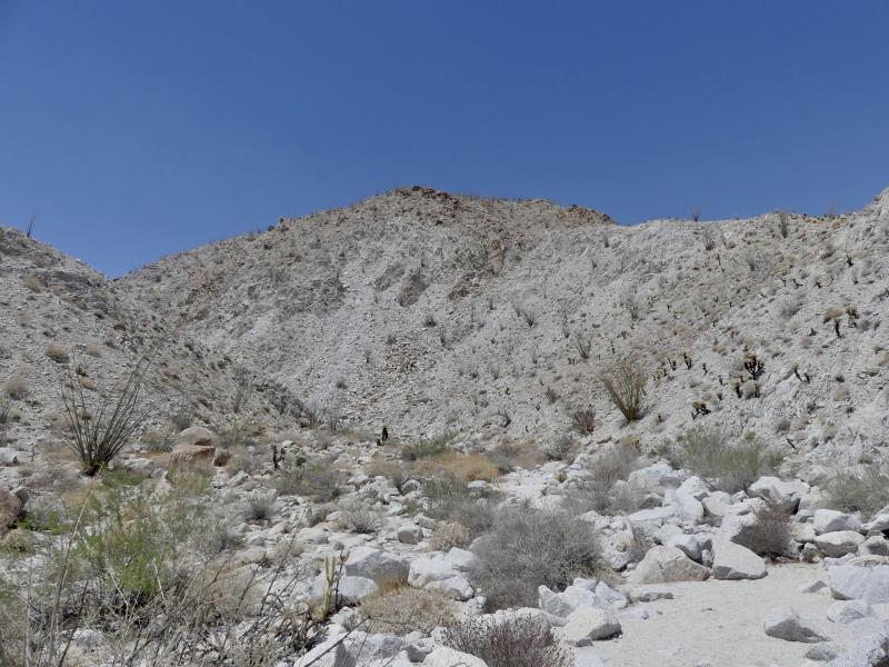 Northern Desert Iguana (Dipsosaurus dorsalis dorsalis)