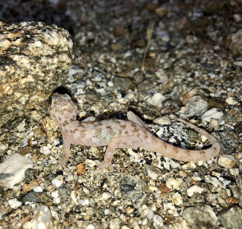 Peninsula Leaf-toed Gecko (Phyllodactylus nocticolus nocticolus)