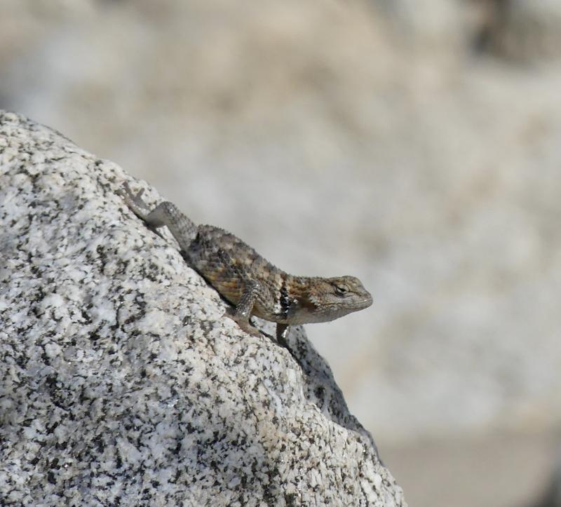 Purple-backed Spiny Lizard (Sceloporus magister magister)