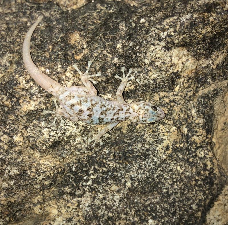 Peninsula Leaf-toed Gecko (Phyllodactylus nocticolus nocticolus)