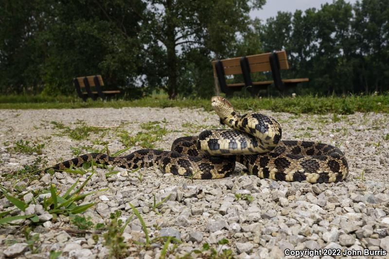 Western Foxsnake (Pantherophis vulpinus)