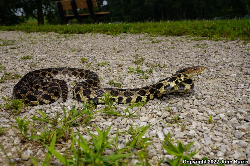 Western Foxsnake (Pantherophis vulpinus)