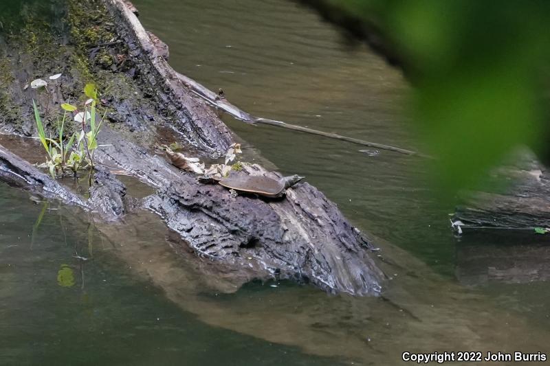 Eastern Spiny Softshell (Apalone spinifera spinifera)