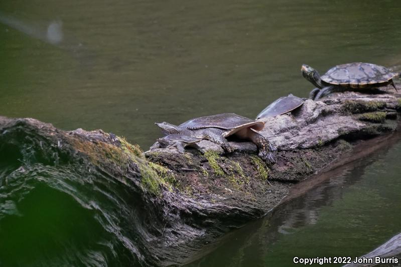 Eastern Spiny Softshell (Apalone spinifera spinifera)