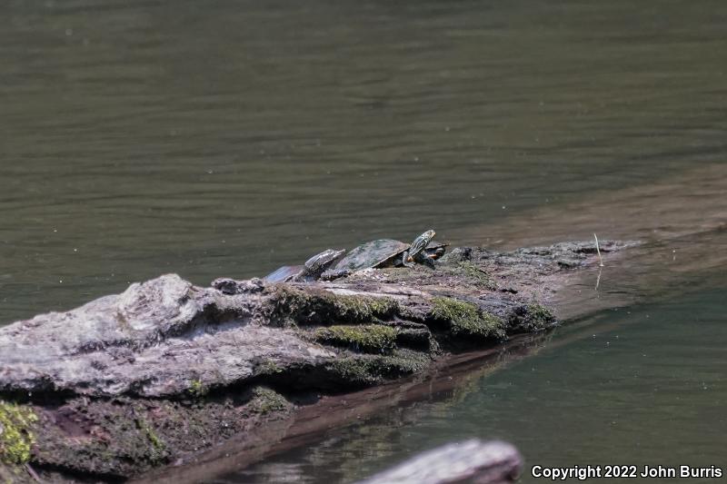 Eastern Spiny Softshell (Apalone spinifera spinifera)