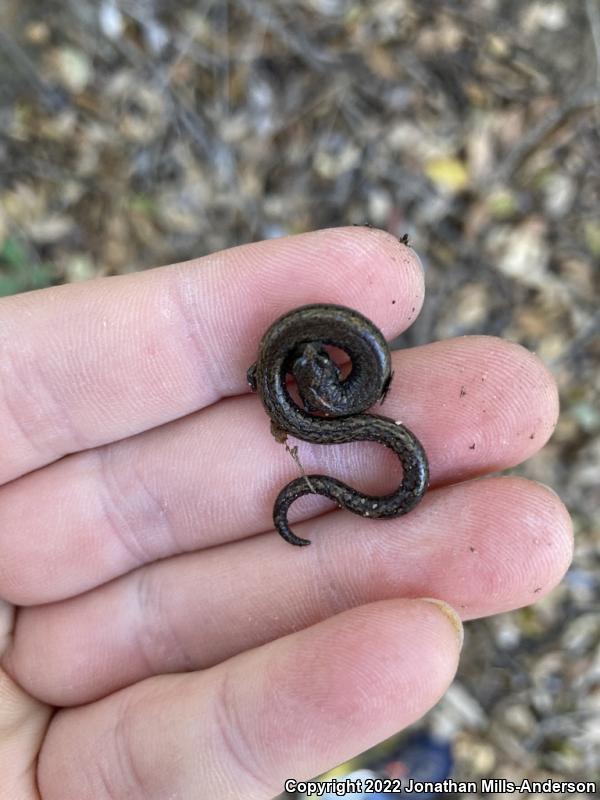 Black-bellied Slender Salamander (Batrachoseps nigriventris)