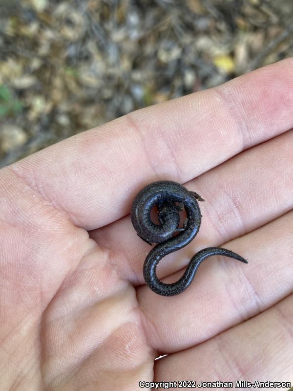 Black-bellied Slender Salamander (Batrachoseps nigriventris)