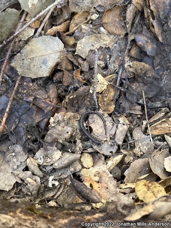 Black-bellied Slender Salamander (Batrachoseps nigriventris)