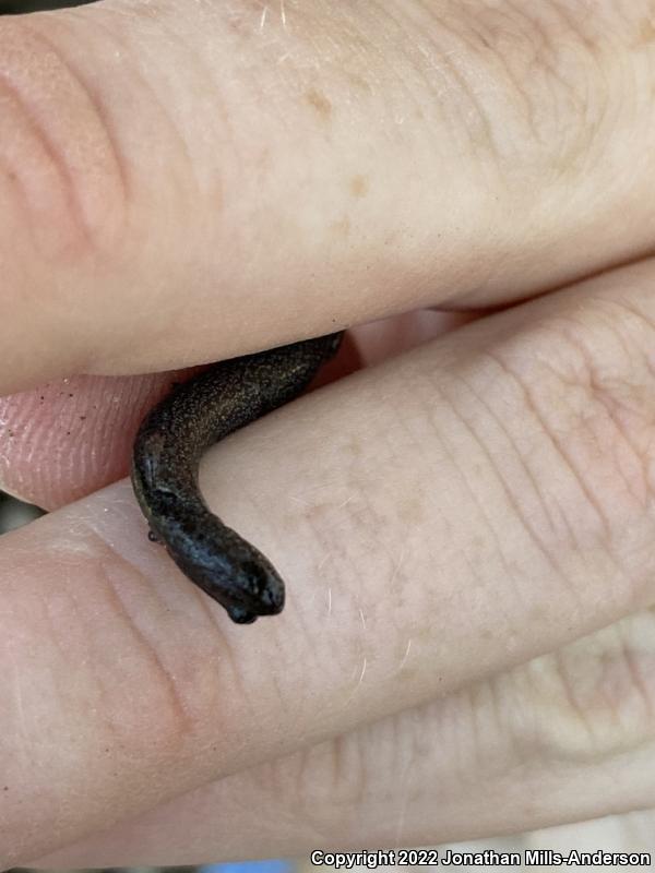 Black-bellied Slender Salamander (Batrachoseps nigriventris)