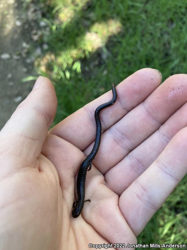 Black-bellied Slender Salamander (Batrachoseps nigriventris)