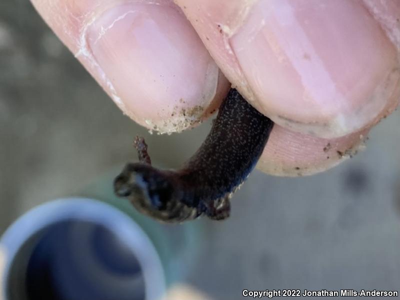 Black-bellied Slender Salamander (Batrachoseps nigriventris)