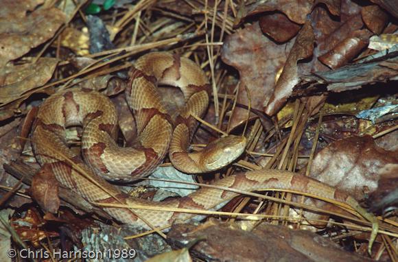 Southern Copperhead (Agkistrodon contortrix contortrix)