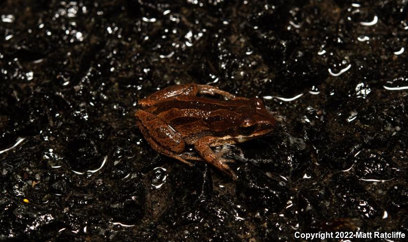 New Jersey Chorus Frog (Pseudacris kalmi)