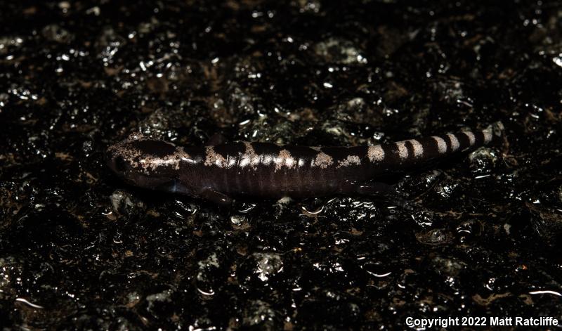 Marbled Salamander (Ambystoma opacum)