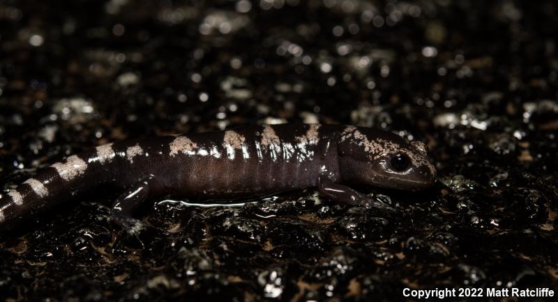 Marbled Salamander (Ambystoma opacum)