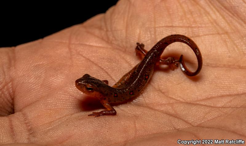 Red-Spotted Newt (Notophthalmus viridescens viridescens)