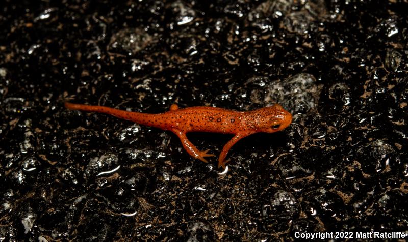 Red-Spotted Newt (Notophthalmus viridescens viridescens)