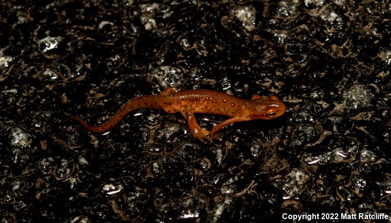 Red-Spotted Newt (Notophthalmus viridescens viridescens)