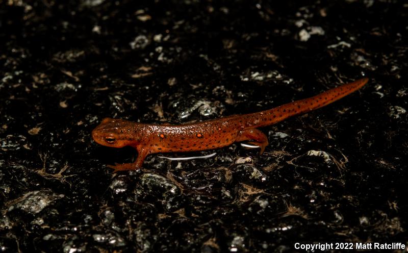 Red-Spotted Newt (Notophthalmus viridescens viridescens)