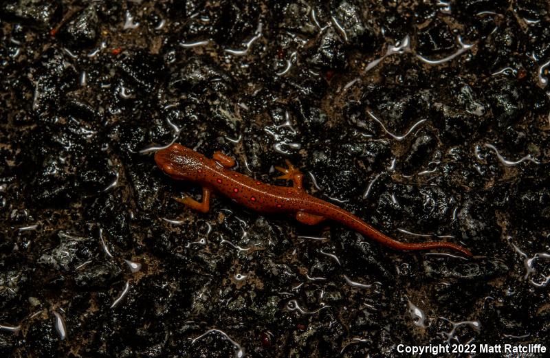 Red-Spotted Newt (Notophthalmus viridescens viridescens)