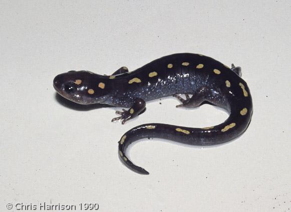 Spotted Salamander (Ambystoma maculatum)