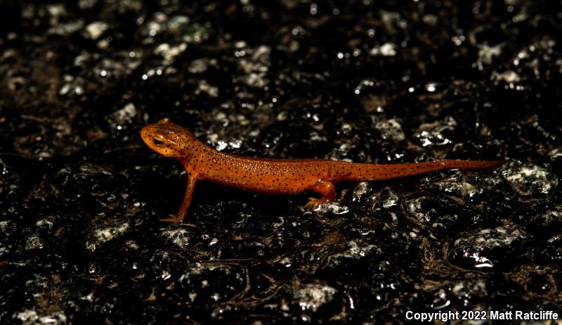 Red-Spotted Newt (Notophthalmus viridescens viridescens)