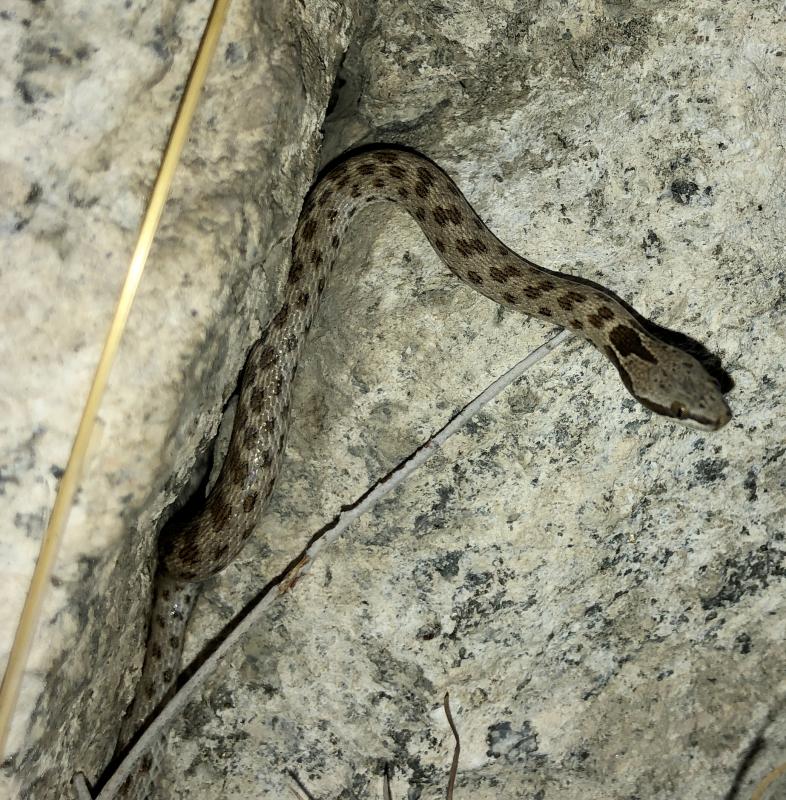 Desert Nightsnake (Hypsiglena chlorophaea deserticola)