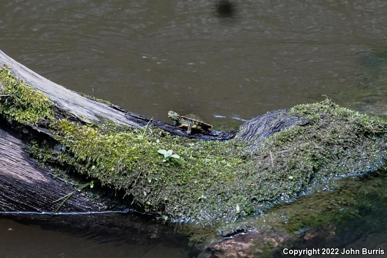 Northern Map Turtle (Graptemys geographica)