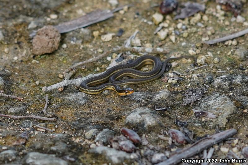 Gulf Coast Ribbonsnake (Thamnophis proximus rutiloris)