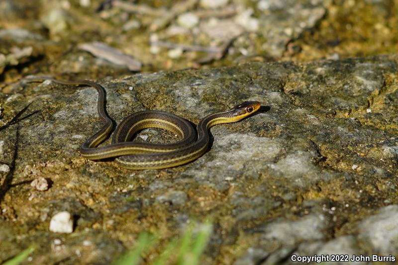 Gulf Coast Ribbonsnake (Thamnophis proximus rutiloris)