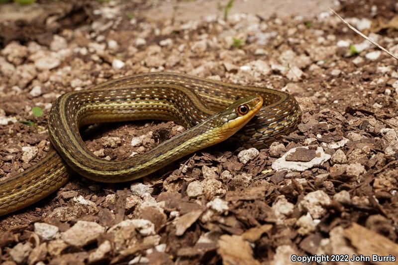 Gulf Coast Ribbonsnake (Thamnophis proximus rutiloris)