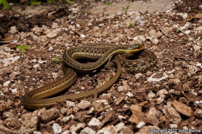 Gulf Coast Ribbonsnake (Thamnophis proximus rutiloris)