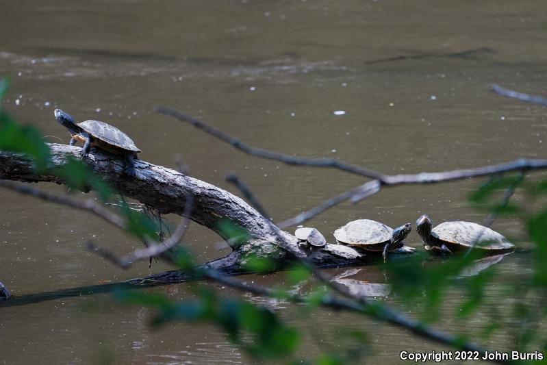 Northern Map Turtle (Graptemys geographica)