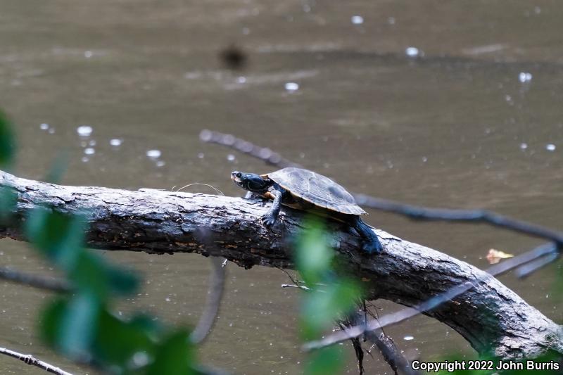 Northern Map Turtle (Graptemys geographica)