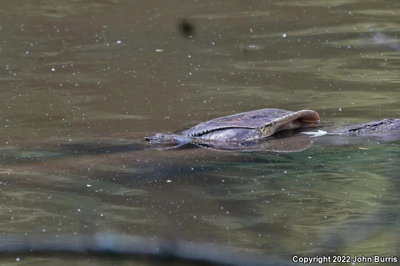 Eastern Spiny Softshell (Apalone spinifera spinifera)