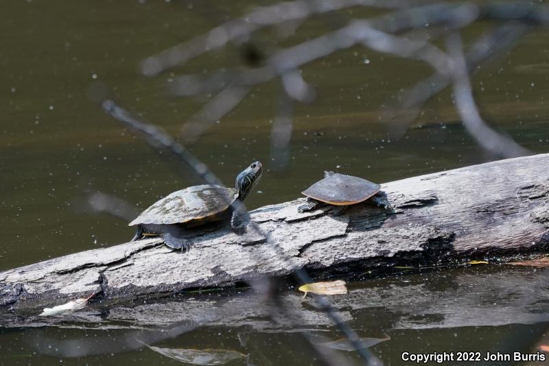 Eastern Spiny Softshell (Apalone spinifera spinifera)