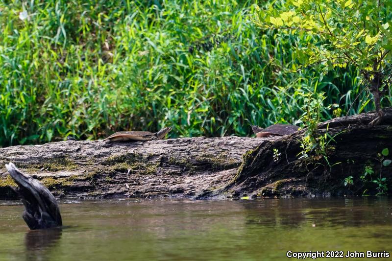 Eastern Spiny Softshell (Apalone spinifera spinifera)