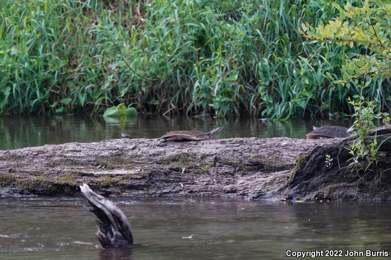 Eastern Spiny Softshell (Apalone spinifera spinifera)