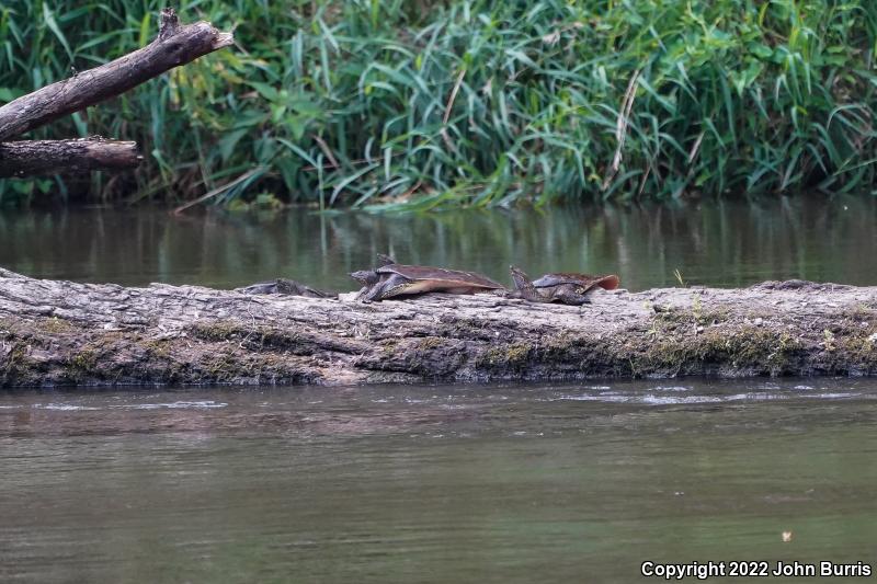 Eastern Spiny Softshell (Apalone spinifera spinifera)