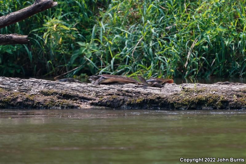 Eastern Spiny Softshell (Apalone spinifera spinifera)