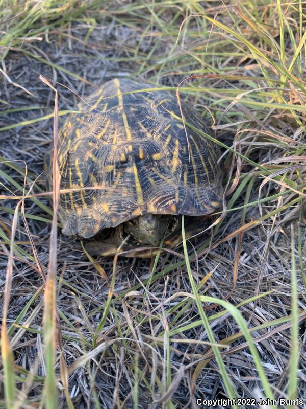 Desert Box Turtle (Terrapene ornata luteola)